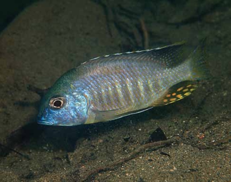 Tramitichromis sp. 'brevis magunga' Magunga